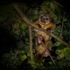 Kynkazu - Potos flavus - Kinkajou 0727